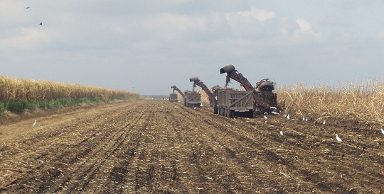 image: harvesting sugar cane